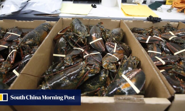 Canada’s lobster exporters feel the pinch as China’s tariffs snip prices