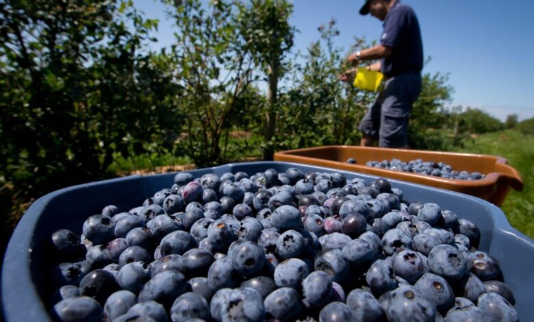 China's consumers go bananas for blueberries even as broader sentiment lags