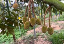 Clusters of young home-grown durians – about the size of cherries – are seen at an orchard in China’s Hainan province last month. Photo: Ji Siqi