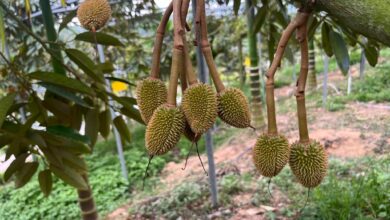 Clusters of young home-grown durians – about the size of cherries – are seen at an orchard in China’s Hainan province last month. Photo: Ji Siqi