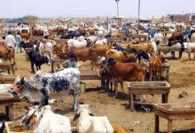 Asia’s largest cattle market inaugurated in Karachi for Eidul Adha