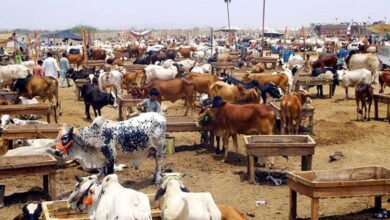 Asia’s largest cattle market inaugurated in Karachi for Eidul Adha
