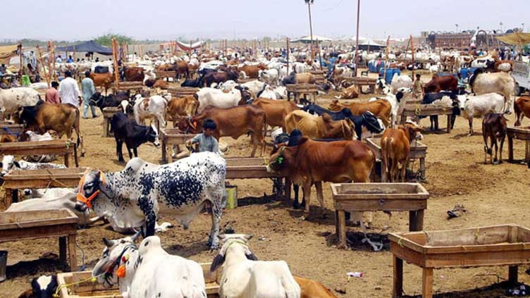 Asia’s largest cattle market inaugurated in Karachi for Eidul Adha