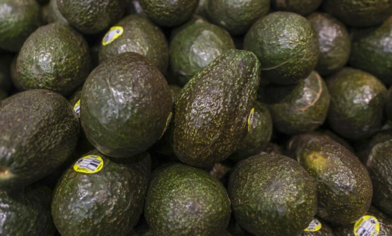 Australia’s avocados tipped for next ‘priority’ as China trade ties recover