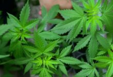 K-P approves cannabis rules, free textbooks