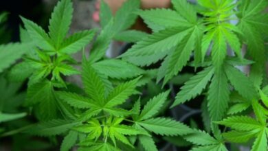 K-P approves cannabis rules, free textbooks