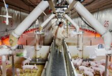 Shenzhen pork producer Muyuan, Beijing AI firm Deepexi plan Hong Kong listings