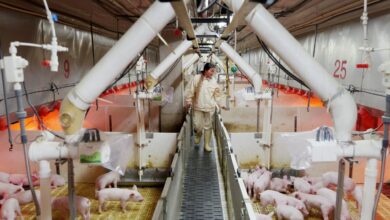 Shenzhen pork producer Muyuan, Beijing AI firm Deepexi plan Hong Kong listings