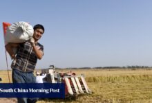 China’s Xinjiang turns salt desert into fertile farmland in food security push