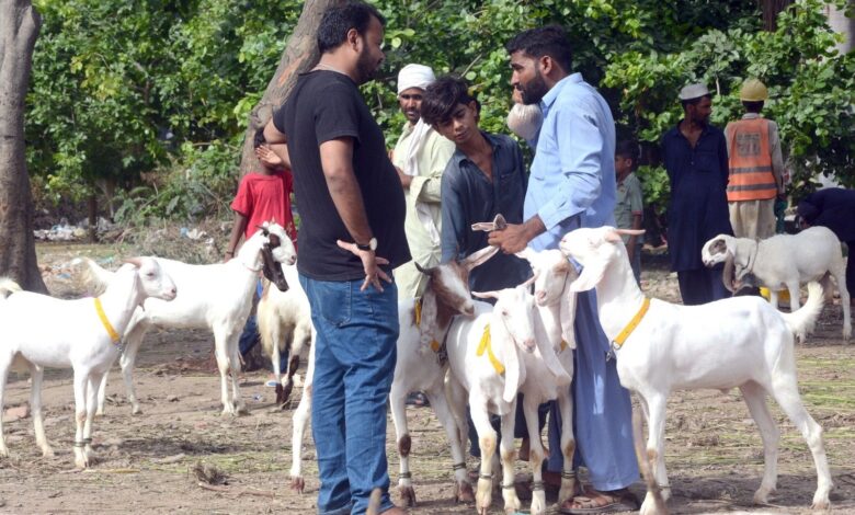 Crackdown on illegal cattle markets