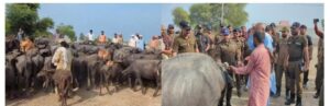 Five members of Katcha gang surrender with 100 stolen cattle heads