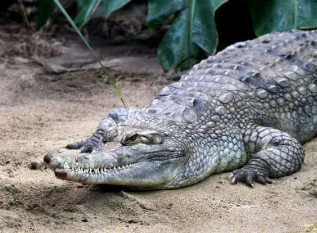 Crocodile attack reports whip up fear in Sukkur